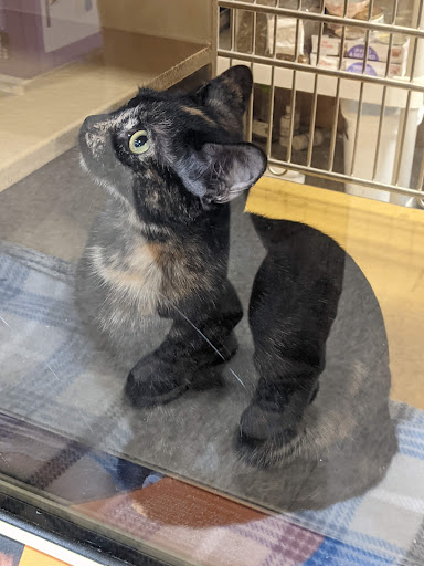 Pet Supply Store «PetSmart», reviews and photos, 28533 Marlboro Ave, Easton, MD 21601, USA