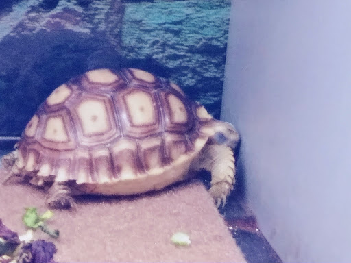 Pet Groomer «We Lov Pets», reviews and photos, 3853 Northpointe Dr, Zanesville, OH 43701, USA