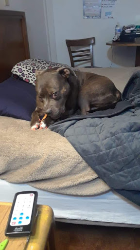 Pet Supply Store «Petco Animal Supplies», reviews and photos, 200 Center Blvd S, Christiana, DE 19702, USA