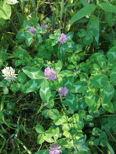 Nature Preserve «Engelmann Woods Natural Area», reviews and photos, 2360 Hwy D, Boles Township, MO 63304, USA