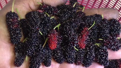 Bangkok Mulberry