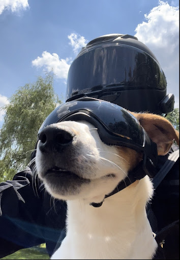 Dog Trainer «Awesome Dawgs Dog Training LLC», reviews and photos, 3052 Pricetown Rd, Temple, PA 19560, USA