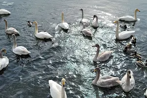 Swan observation deck Sebatto. image