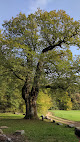 Le Gros Chêne de Sondersdorf Sondersdorf