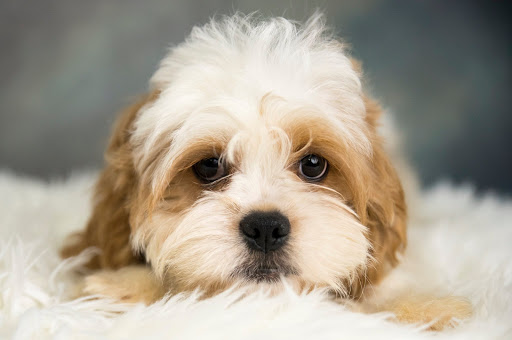 Pet Store «Petland», reviews and photos, 1514 Stonecreek Dr, Pickerington, OH 43147, USA