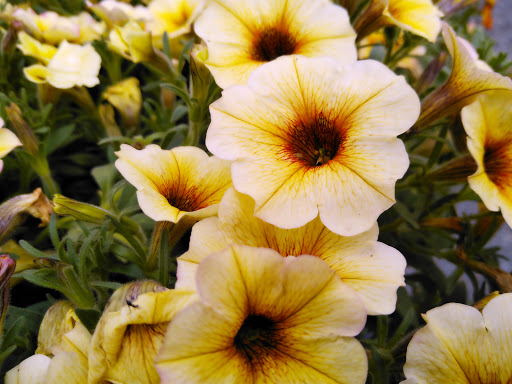 Discount Store «Walmart», reviews and photos, County Rd 513, Clinton, NJ 08809, USA