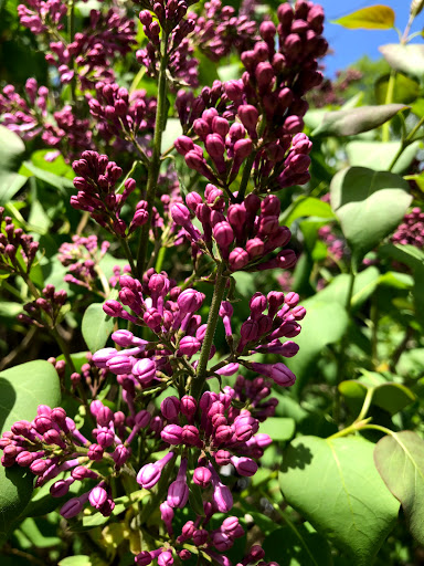 Garden Center «Stonewall Garden Center», reviews and photos, 4675 PA-447, Canadensis, PA 18325, USA