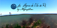Les algues de l'île de Ré Ars-en-Ré