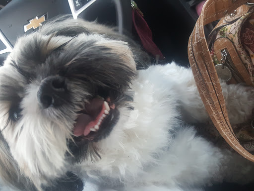 Pet Supply Store «Purely Pets», reviews and photos, 13723 23 Mile Rd, Shelby Charter Township, MI 48315, USA