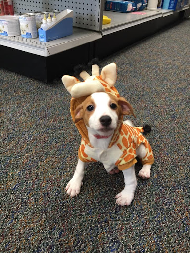 Pet Store «Friendly Pets», reviews and photos, 625 Friendly Center Rd, Greensboro, NC 27408, USA