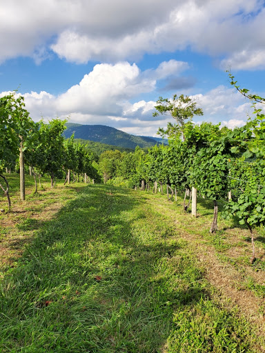 Vineyard «Stone Mountain Vineyards», reviews and photos, 1376 Wyatt Mountain Rd, Dyke, VA 22935, USA