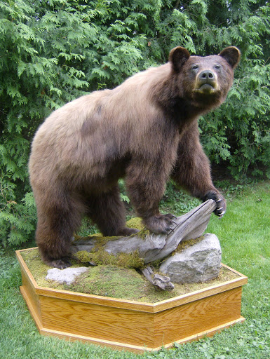 Taxidermist Bridgeport