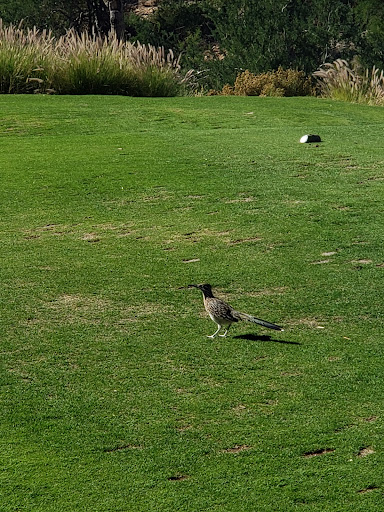 Golf Course «SunRidge Canyon Golf Club», reviews and photos, 13100 Sunridge Dr, Fountain Hills, AZ 85268, USA