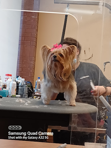 Pet Supply Store «PetSmart», reviews and photos, 238 Atlantic Ave, Brooklyn, NY 11201, USA