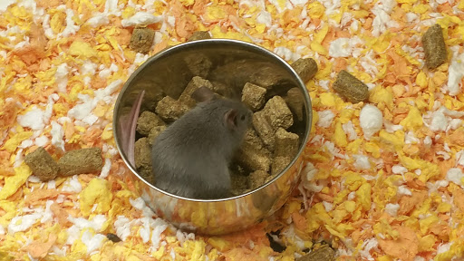 Pet Supply Store «PetSmart», reviews and photos, 13600 Baltimore Ave, Laurel, MD 20707, USA