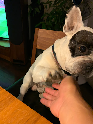 Dr.med.vet. Andrea Kallee Tierärztin unter Landsberg, Sachsen-Anhalt