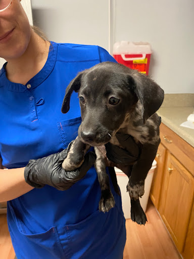Ark Animal Hospital image