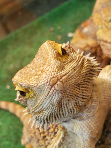 Pet Store «Something Fishy Pets», reviews and photos, 29 Towne Centre Ln, Fox Lake, IL 60020, USA