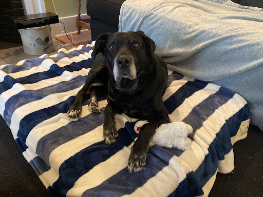 Otterside Animal Hospital image