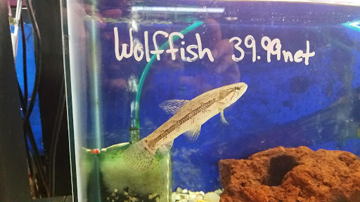 Tropical Fish Store «Waterbury Aquarium», reviews and photos, 406 Watertown Ave, Waterbury, CT 06708, USA