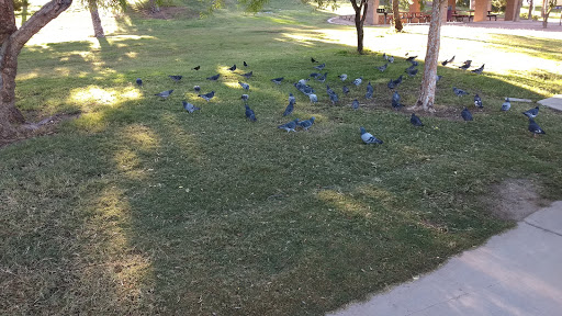 Recreation Center «Kiwanis Recreation Center», reviews and photos, 6111 S All America Way, Tempe, AZ 85283, USA