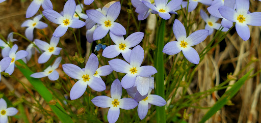 Nature Preserve «Jefferson Memorial Forest», reviews and photos, 11311 Mitchell Hill Rd, Fairdale, KY 40118, USA