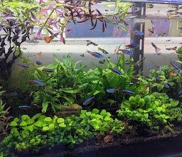 kaisya aquarium photo