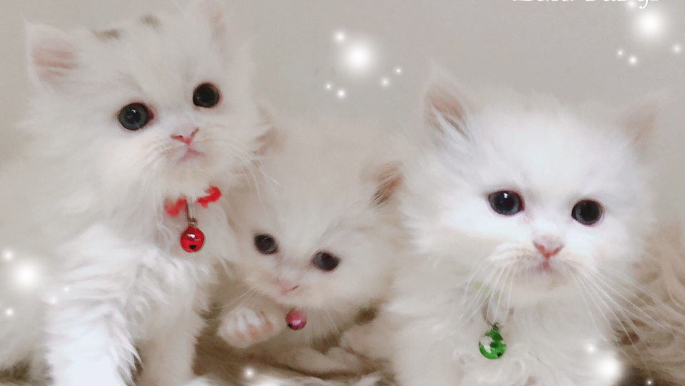 Crystal Cats 子猫販売 ブリダペットショップペルシャチンチラマンチカン