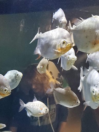 Shopping Mall «Newport on the Levee», reviews and photos, 1 Levee Way, Newport, KY 41071, USA