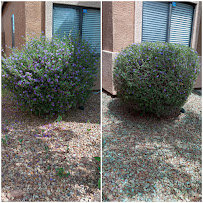 Milk and Honey Landscape, LLC - Photo 5 - Car repair in , Phoenix