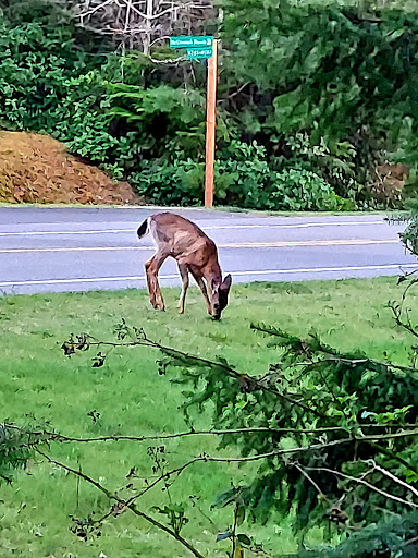 Golf Club «McCormick Woods Golf Club», reviews and photos, 5155 McCormick Woods Dr SW, Port Orchard, WA 98367, USA