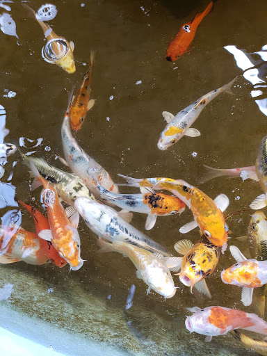 Plant Nursery «HOUSTON PLANTS & GARDEN WORLD», reviews and photos, 16726 North Fwy, Houston, TX 77090, USA