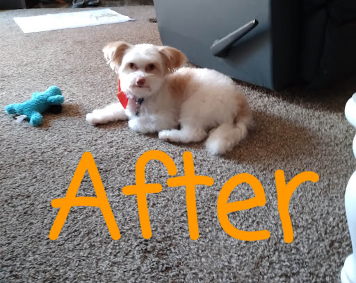 Pet Supply Store «PetSmart», reviews and photos, 1591 Bradley Park Dr, Columbus, GA 31904, USA