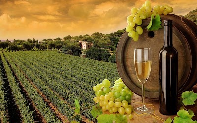 Photos of Winery Todor Oprev