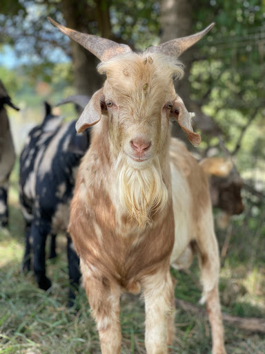 Fluffy Butt Farms LLC