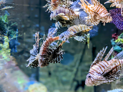 Aquarium «Wonders Of Wildlife National Museum & Aquarium», reviews and photos, 500 W Sunshine St, Springfield, MO 65807, USA