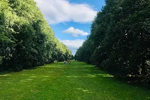The Avenue of Trees image