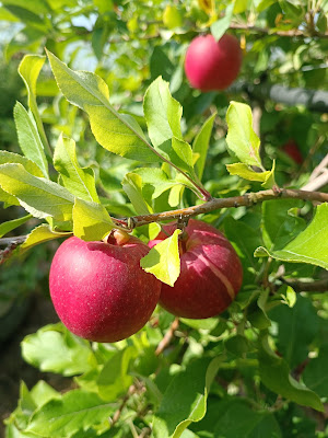 Cueillette du Bosc à Ambres