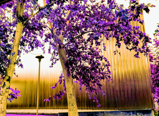 Art Museum «Contemporary Arts Museum Houston», reviews and photos, 5216 Montrose Blvd, Houston, TX 77006, USA