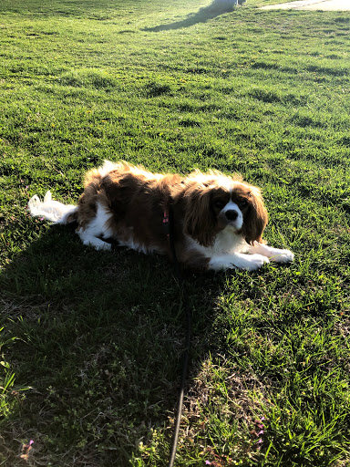 Pet Store «Village Pet Shop», reviews and photos, 701 N Black Horse Pike, Williamstown, NJ 08094, USA