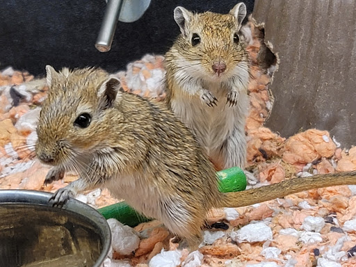 Pet Supply Store «PetSmart», reviews and photos, 8105 Moores Ln Ste 1300, Brentwood, TN 37027, USA