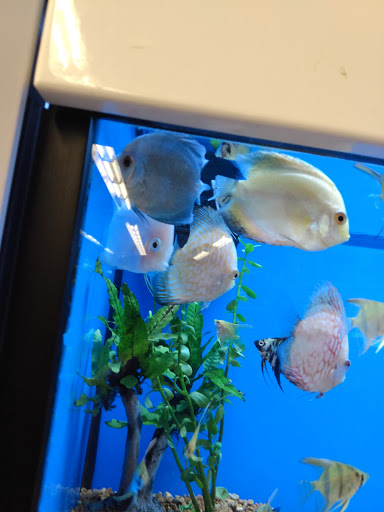 Pet Supply Store «Petco Animal Supplies», reviews and photos, 801 W Lake Ave, Peoria, IL 61614, USA