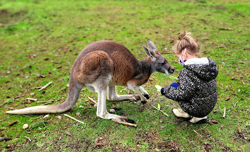 Zoo «Jozee Rooz Indoor Petting Zoo», reviews and photos, 120 138th St S, Tacoma, WA 98444, USA
