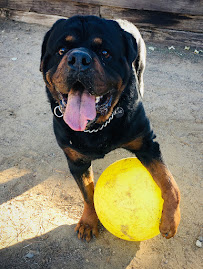 Canine Country Club - Photo 2 - Car repair in Lancaster, CA, Lancaster