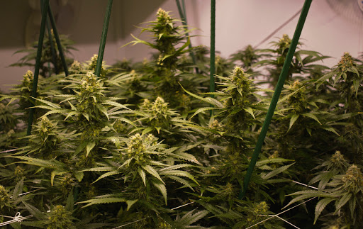 Homeopathic Pharmacy «Kind Pain Management Inc.», reviews and photos, 2636 Youngfield St, Lakewood, CO 80215, USA