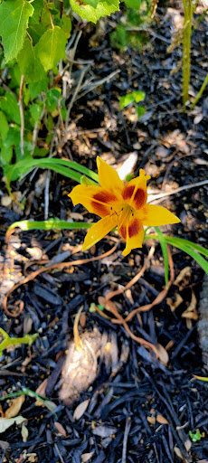 Park «Gabe Nesbitt Community Park», reviews and photos, 7001 Eldorado Pkwy, McKinney, TX 75070, USA