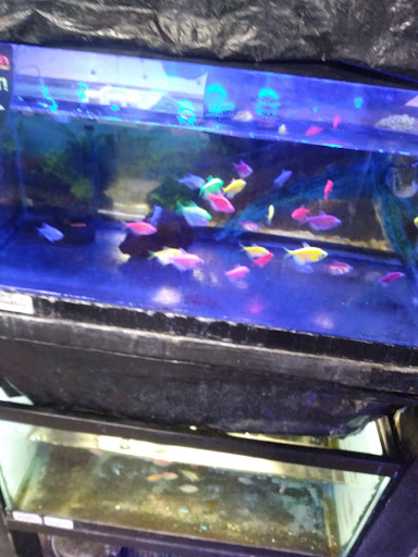 Pet Store «Animal Instincts Aquarium and Pet Center», reviews and photos, 811 Plymouth Ave, Fall River, MA 02721, USA