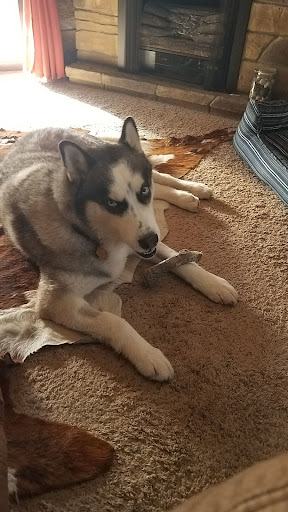 Animal Protection Organization «Humane Society of Sedona Inc», reviews and photos