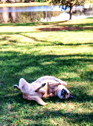 Pet Store «Woof Gang Bakery & Grooming Apopka», reviews and photos, 1511 Rock Springs Rd, Apopka, FL 32712, USA