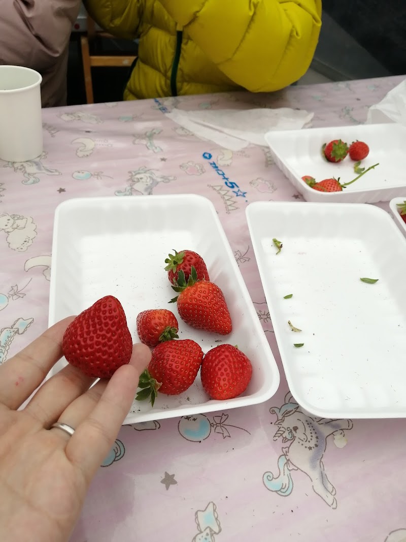 いちごランド 山口県田布施町宿井 果樹園 グルコミ
